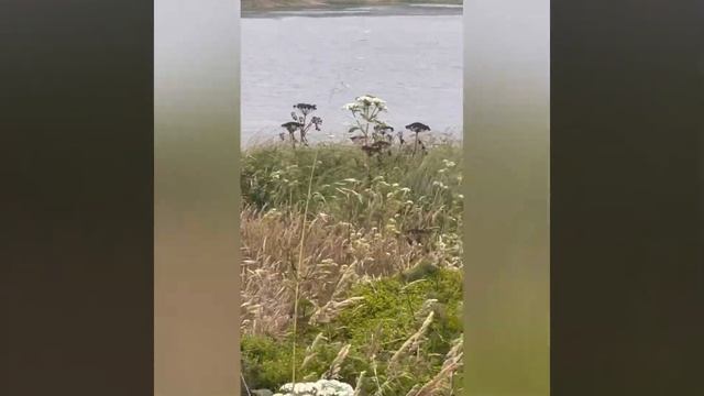 Jalan jalan sambil mengamati Flora dan Fauna di Point Reyes, California! смотреть онлайн