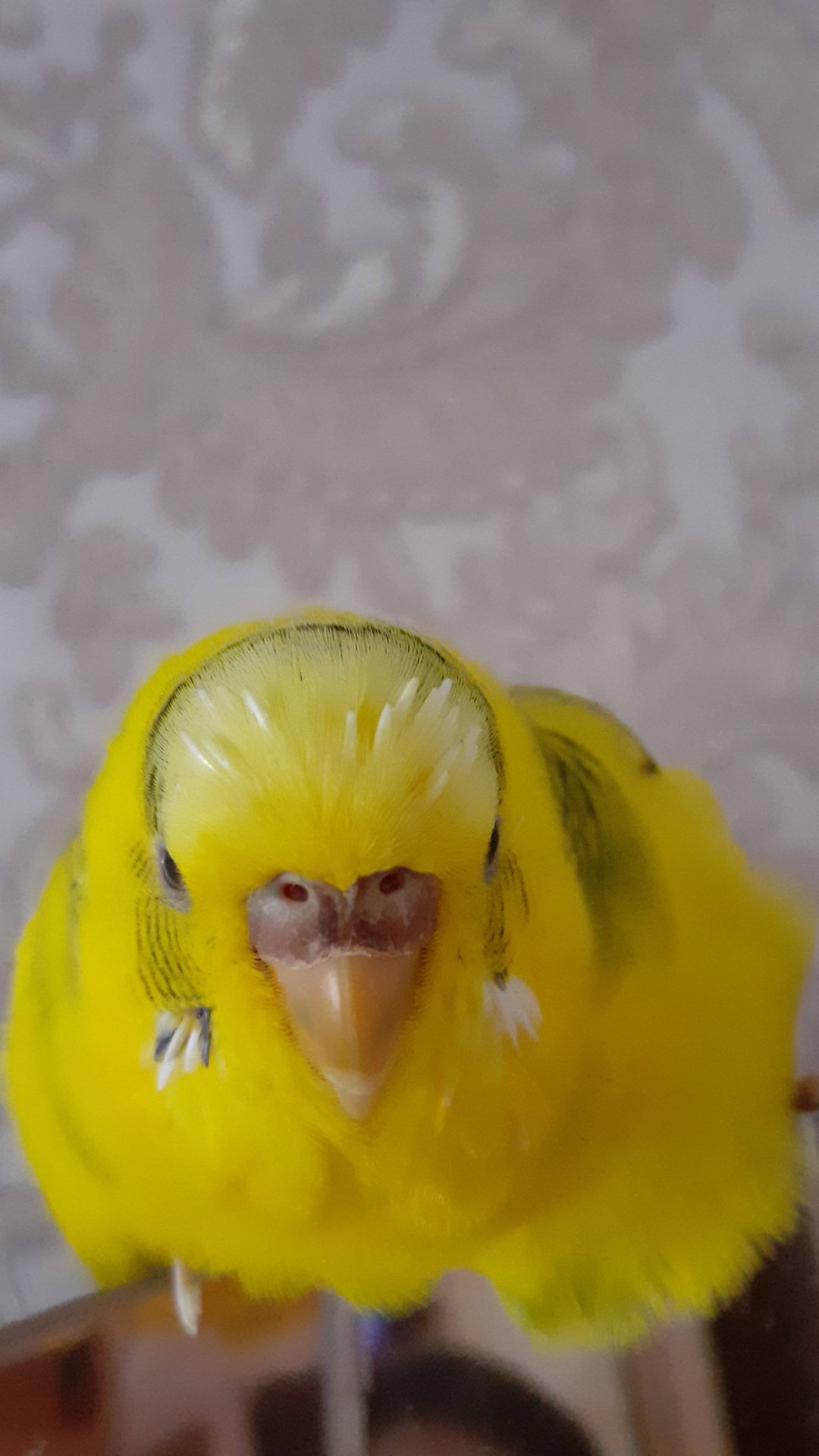 Дыхание попугая Чики смотреть онлайн