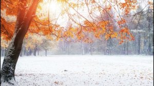 Клён ты мой опавший