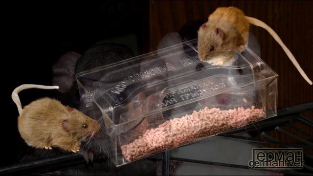 Kol-O-Bok - Хомяки и мышки (Хомышки) Детская песенка смотреть онлайн