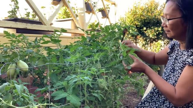 When &How to prune Tomato plants - Pinay Countrylife #garden #viral #plants #vegetables #tomato смотреть онлайн