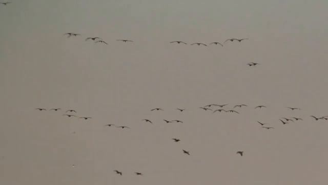 №3 перекличка белолобых заходящих на посадку и сидящих смотреть онлайн