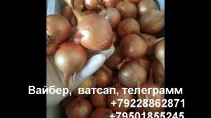 Лук шалот семейный 17 сортов-вилео -5