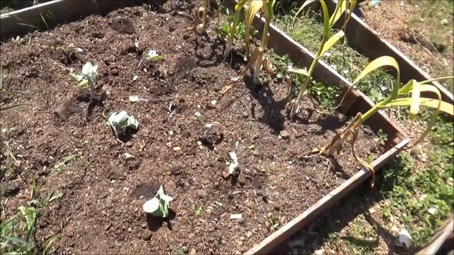 10.7.2017 allotment and veg patch tour смотреть онлайн