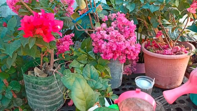 Con solo 2 cucharitas abajo y arriba florecen las plantas BUGAMBILIAS buganvilia смотреть онлайн