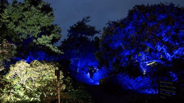 Botanic lights 4k UHD смотреть онлайн