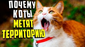 Почему коты метят территорию. Основные причины
