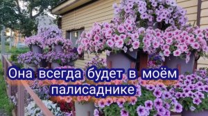 Готовлюсь к новому сезоне. Покупаю семена. Первая на очереди - петуния.