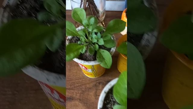 РЕЗАТЬ или НЕТ? Больше не вопрос! #петуния смотреть онлайн