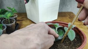 Черенкую традесканции. Быстрый способ за 5 минут. Формирую сразу большой пышный  куст