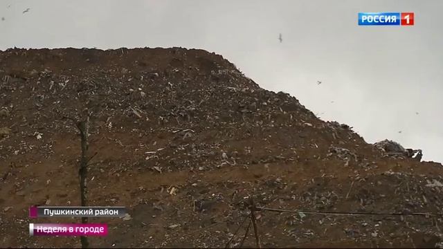 Подмосковные свалки. Сюжет Эдуарда Пунегова 18. 06. 2017 смотреть онлайн