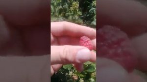 Малина Имара