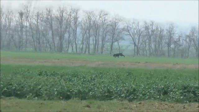 Zobel di Costa Rubea (Drahthaar) - Derby Continentali 2017 смотреть онлайн