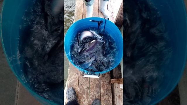 запуск смотреть онлайн