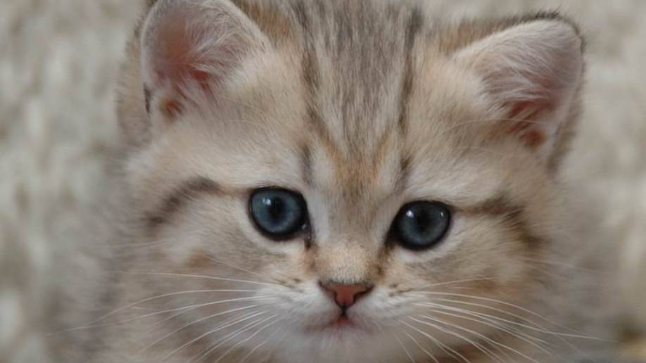 марк котляр кися смотреть онлайн