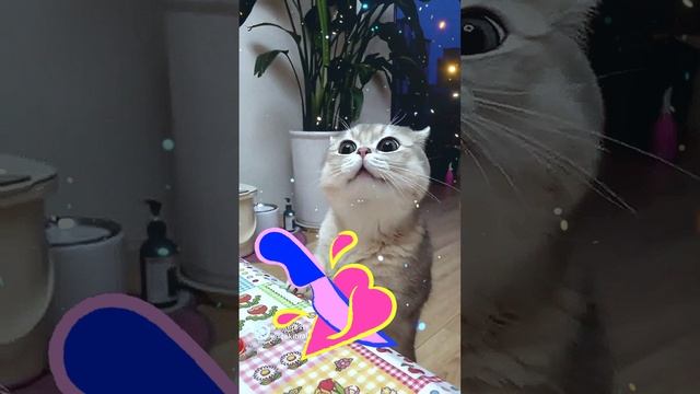 музыка юмор виде Золотухин Я к тебе со всею душой