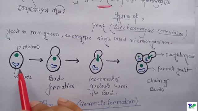 REPRODUCTION IN ORGANISM (PART 1)CLASS 12 IN BENGALI || জীবের জনন || ASEXUAL REPRODUCTION смотреть онлайн