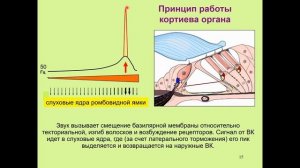 Дубынин В. А. - Физиология сенсорных и двигательных систем - 5. Слуховая система мозга. Среднее ухо