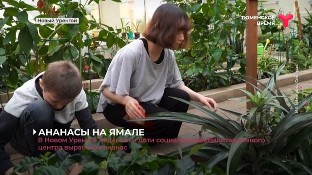 В Новом Уренгое начали выращивать ананасы смотреть онлайн