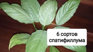 6 сортов спатифиллума