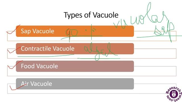 Vacuoles: Description, Formation, Function, and Diagram смотреть онлайн