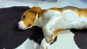 ШЕРЛОК УЧИТСЯ ПЛАВАТЬ. БРОС ШОУ ПЕТ