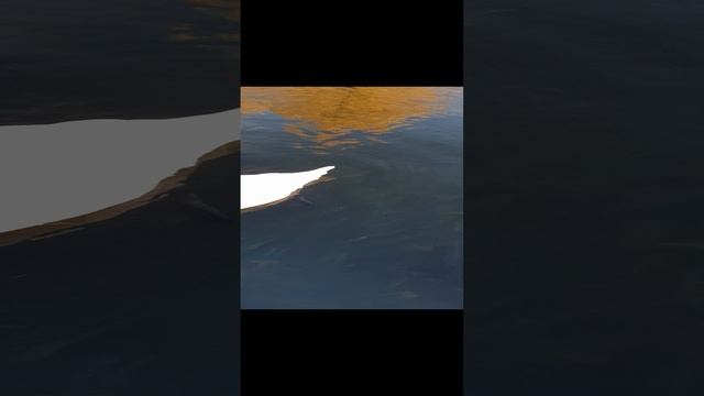 Белый лебедь на пруду смотреть онлайн