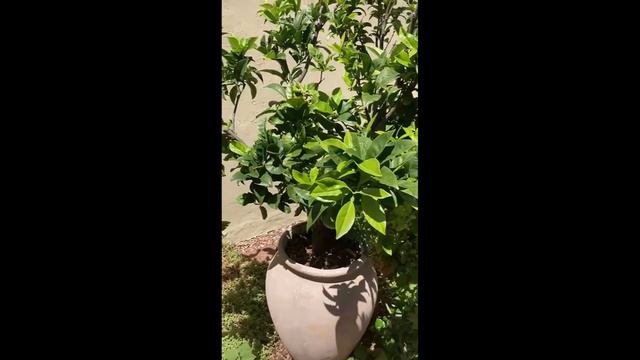 Navel orange Trees and Lemon Trees in pots for small spaces смотреть онлайн