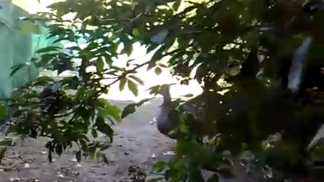 Голоса реальных белолобых гусей днем. смотреть онлайн
