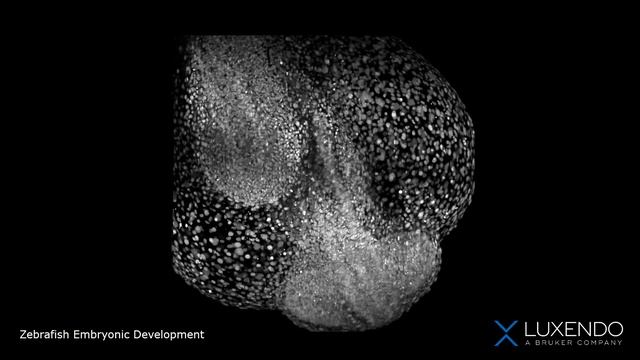 Zebrafish Embryonic Development смотреть онлайн