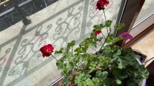 Собираю семена  герани. Как это сделать?