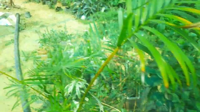 Cheeku plants and Mango Plants Import - 5 смотреть онлайн