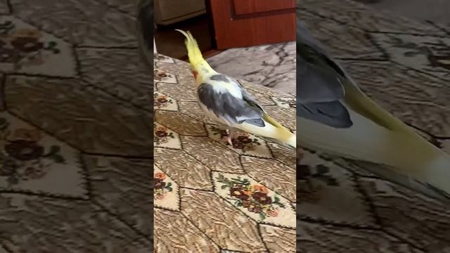 Забавный #корелла Кеша вышел прогуляться смотреть онлайн