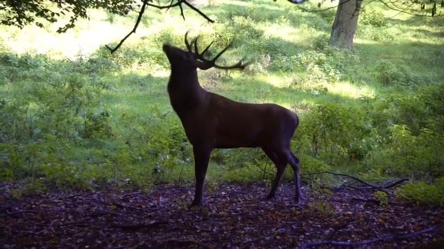 EXPLORE THE BEAUTY OF FLORA AND FAUNA:watch the beautiful nature now in 4K and HD смотреть онлайн
