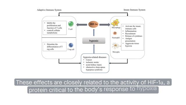 The role of PD L1 in the immune dysfunction that mediates hypoxia induced multiple organ injury смотреть онлайн