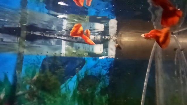 Full Red Albino гуппи смотреть онлайн