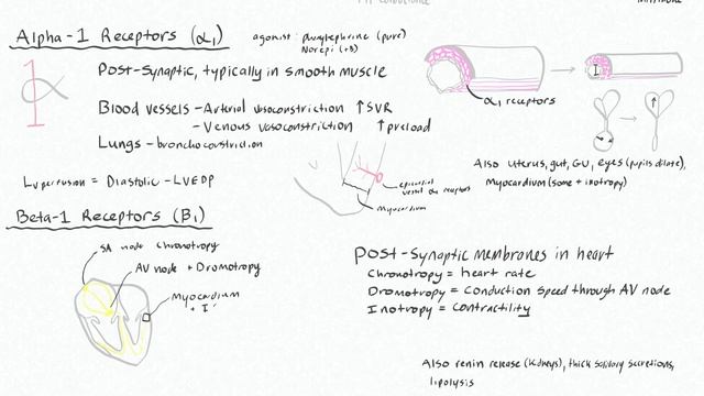 Adrenergic Receptor Functions (alpha-1, beta-1, beta-2) смотреть онлайн