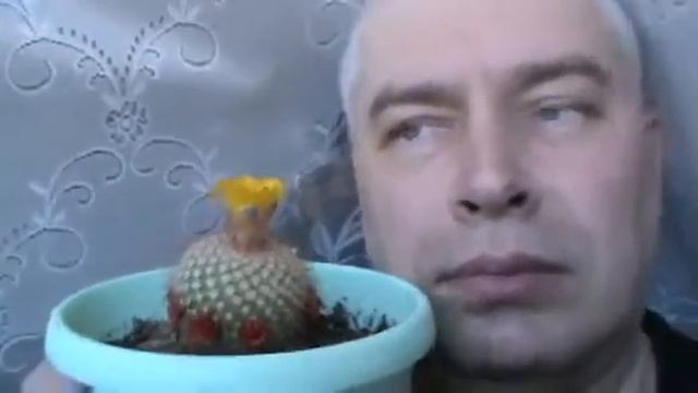 Кактус Гена смотреть онлайн