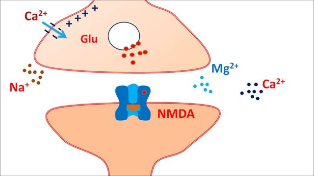 Memantine HCl (Namenda) For Alzheimer's Disease | Mechanism, Side Effects, Precautions