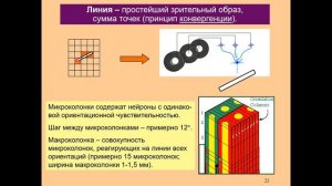 Дубынин В. А. - Физиология сенсорных и двигательных систем - 3. Зрение и мозг
