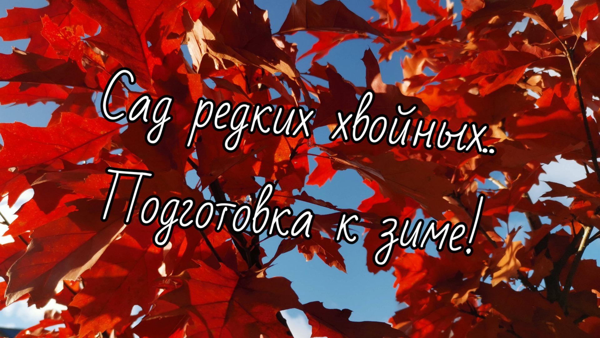 Сад редких хвойных!🌲 Подготовка к зиме! ❄️Неделя с Мечтательницей💓 2 ноября 2024г смотреть онлайн
