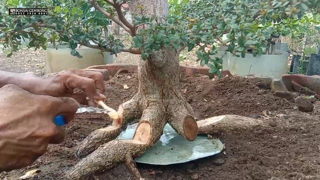 Proses Tahap Kedua Membuat Anak Cabang Akar Geometri смотреть онлайн