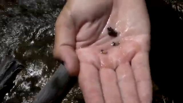 Aquatic Insects and basic entomology смотреть онлайн