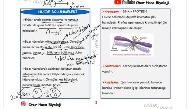 HÜCRE BÖLÜNMELERİ 1 HÜCRE BÖLÜNMESİNE GİRİŞ VE MİTOZ BÖLÜNME ÖZELLİKLERİ смотреть онлайн