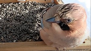 Сойка прилетела на кормушку