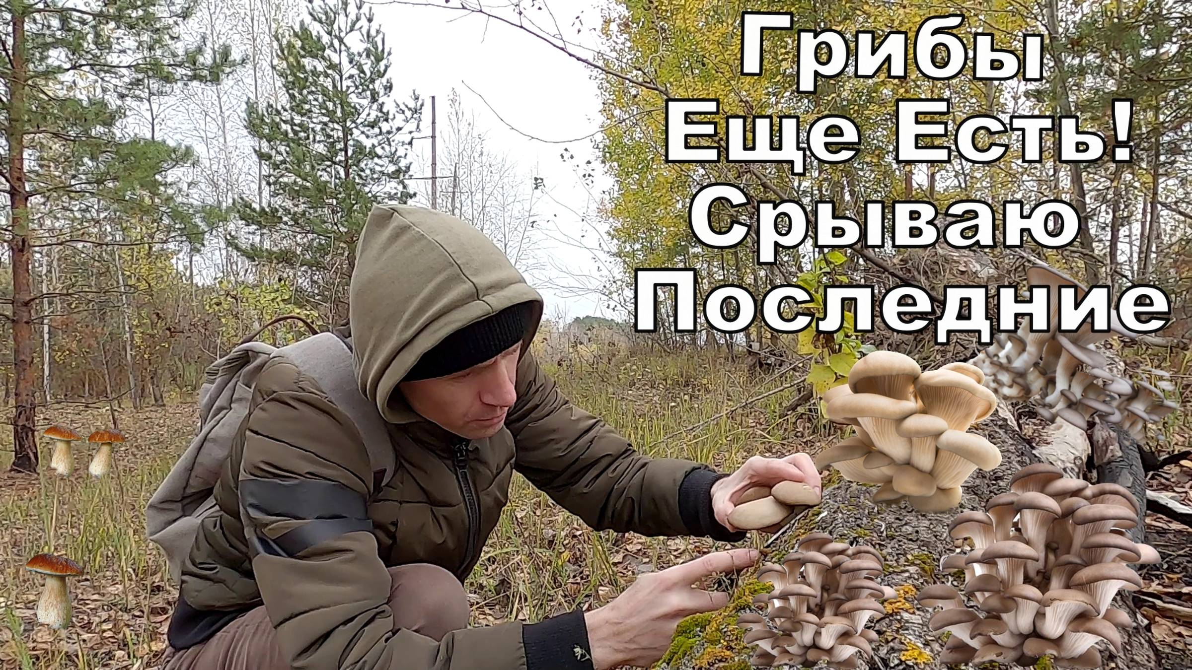 ГРИБЫ уже Прячутся но Я Все Равно их НАХОЖУ. Сбор Грибов Осенью