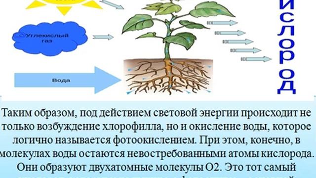 1 лекция Серимбетова Р смотреть онлайн