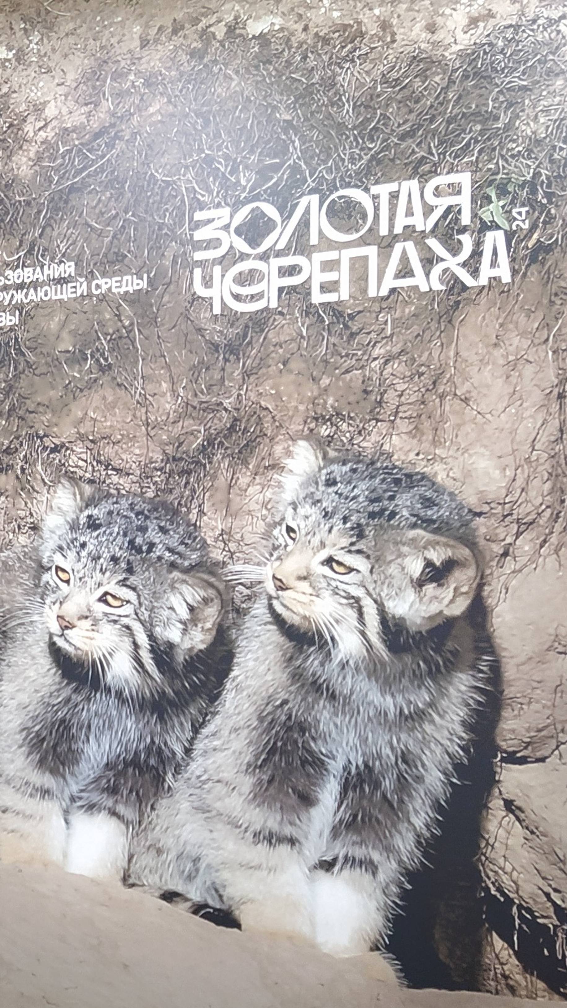 Фестиваль Золотая черепаха 2024 смотреть онлайн