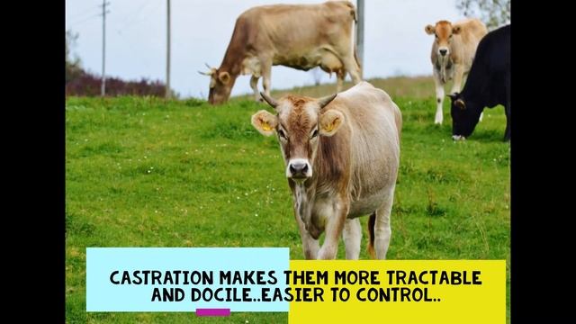 The life of a Male Calf in the Dairy Farm!! More Animal Terms You Thought You Knew.. Cow|Bull|Heife смотреть онлайн