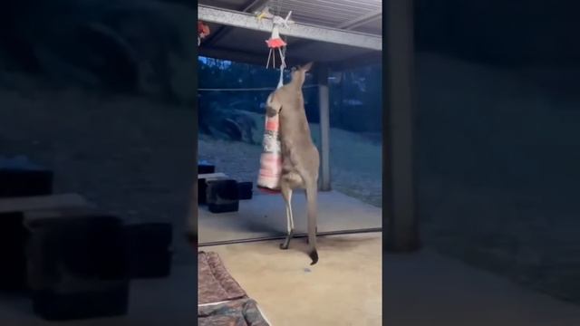 Животные и люди, прикольные ролики. смотреть онлайн